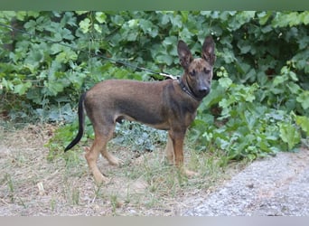 ROCKY-freundlicher, anhänglicher, fröhlicher Bub auf der Suche nach seinem Für-immer-Zuhause