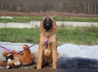 Desina sucht ihr Glück ...