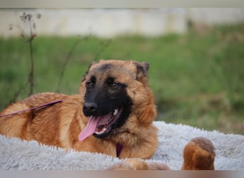 Desina sucht ihr Glück ...