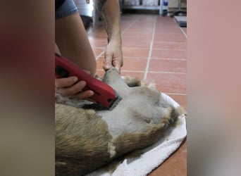 JOJO sucht ein Zuhause JOJO sucht ein Zuhause