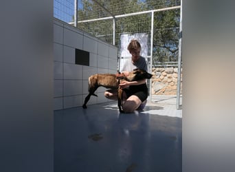 JOJO sucht ein Zuhause JOJO sucht ein Zuhause