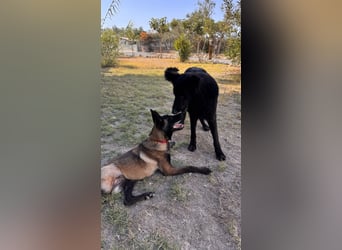 JOJO sucht ein Zuhause JOJO sucht ein Zuhause