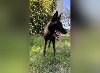 JOJO sucht ein Zuhause JOJO sucht ein Zuhause