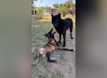 JOJO sucht ein Zuhause JOJO sucht ein Zuhause