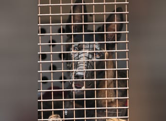 JOJO sucht ein Zuhause JOJO sucht ein Zuhause