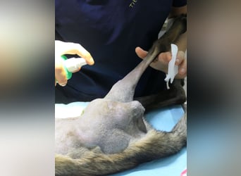 JOJO sucht ein Zuhause JOJO sucht ein Zuhause