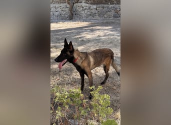 JOJO sucht ein Zuhause JOJO sucht ein Zuhause