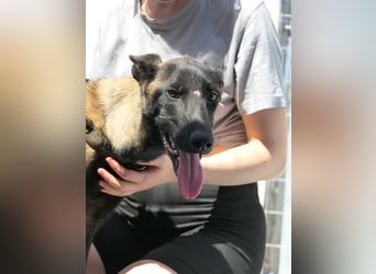 JOJO sucht ein Zuhause JOJO sucht ein Zuhause