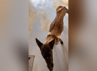 JOJO sucht ein Zuhause JOJO sucht ein Zuhause