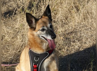 Sanfte Arisha sucht einfühlsames Zuhause