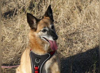 Sanfte Arisha sucht einfühlsames Zuhause