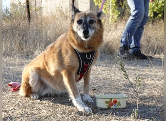 Sanfte Arisha sucht einfühlsames Zuhause