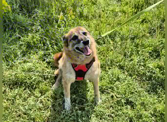 Sanfte Arisha sucht einfühlsames Zuhause