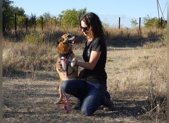 Sanfte Arisha sucht einfühlsames Zuhause