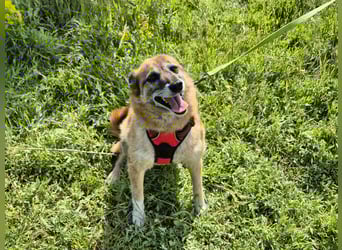 Sanfte Arisha sucht einfühlsames Zuhause