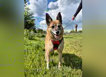 Sanfte Arisha sucht einfühlsames Zuhause