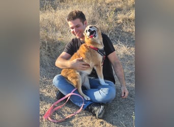 Sanfte Arisha sucht einfühlsames Zuhause