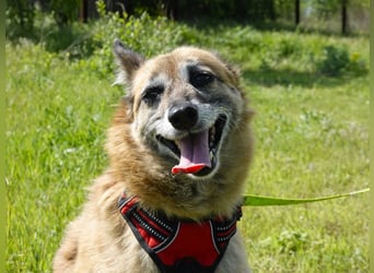 Sanfte Arisha sucht einfühlsames Zuhause