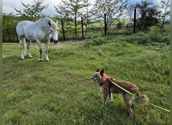 Sanfte Arisha sucht einfühlsames Zuhause