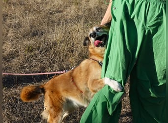 Sanfte Arisha sucht einfühlsames Zuhause