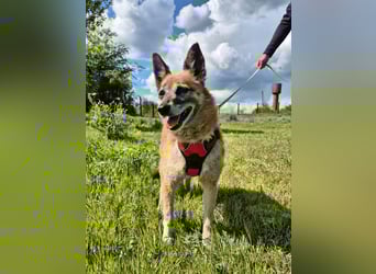 Sanfte Arisha sucht einfühlsames Zuhause