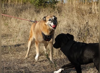 Sanfte Arisha sucht einfühlsames Zuhause