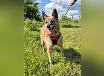 Sanfte Arisha sucht einfühlsames Zuhause