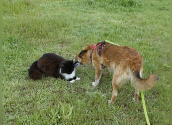 Sanfte Arisha sucht einfühlsames Zuhause