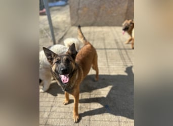 TIRANA, munterer Malinois-Mix, 10 Monate, 48 cm, Tierschutz Rumänien