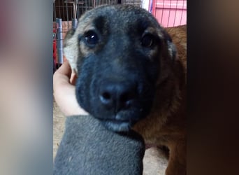 TASCHA, schüchterne Junghündin, 7 Monate, ca. 41 cm, Malinois-Mischling, Tierschutz Rumänien