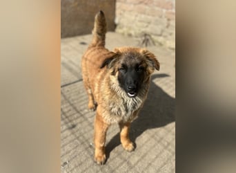 TUTU, liebes Mali-Mix-Mädchen, 8 Monate, 43 cm, Tierschutz Rumänien