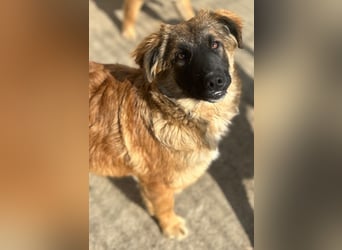 TUTU, liebes Mali-Mix-Mädchen, 8 Monate, 43 cm, Tierschutz Rumänien