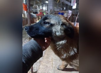 TASCHA, schüchterne Junghündin, 7 Monate, ca. 41 cm, Malinois-Mischling, Tierschutz Rumänien
