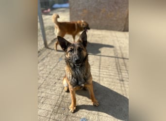 TIRANA, munterer Malinois-Mix, 10 Monate, 48 cm, Tierschutz Rumänien