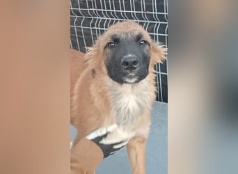 TUTU, liebes Mali-Mix-Mädchen, 8 Monate, 43 cm, Tierschutz Rumänien