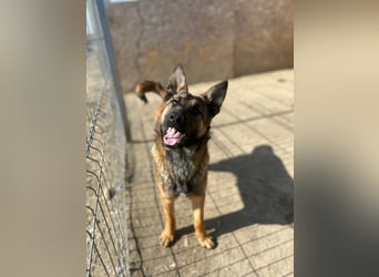TIRANA, munterer Malinois-Mix, 10 Monate, 48 cm, Tierschutz Rumänien