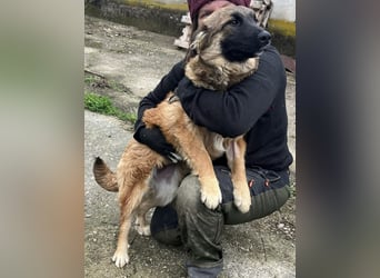 TUTU, liebes Mali-Mix-Mädchen, 8 Monate, 43 cm, Tierschutz Rumänien