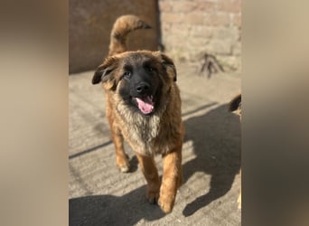 TET, selbstbewusster Junghund, 7 Monate, ca. 46 cm, Malinois-Mischling, Tierschutz Rumänien