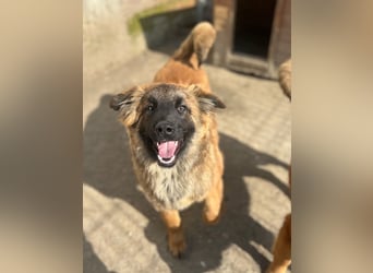 TET, selbstbewusster Junghund, 7 Monate, ca. 46 cm, Malinois-Mischling, Tierschutz Rumänien