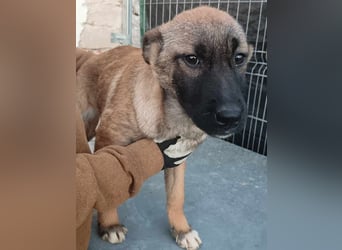 TASCHA, schüchterne Junghündin, 7 Monate, ca. 41 cm, Malinois-Mischling, Tierschutz Rumänien