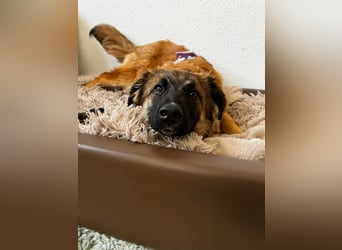 TUTU, reizendes Mali-Mix-Mädchen, 9 Monate, 43 cm, Pflegestelle Duisburg, Tierschutz Rumänien