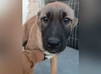 TASCHA, schüchterne Junghündin, 7 Monate, ca. 41 cm, Malinois-Mischling, Tierschutz Rumänien