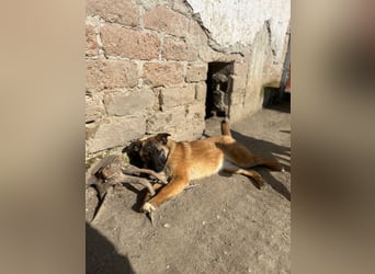 TIRANA, munterer Malinois-Mix, 10 Monate, 48 cm, Tierschutz Rumänien