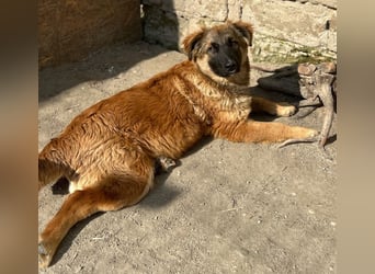 TUTU, liebes Mali-Mix-Mädchen, 8 Monate, 43 cm, Tierschutz Rumänien