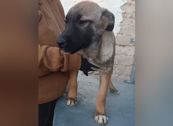 TASCHA, schüchterne Junghündin, 7 Monate, ca. 41 cm, Malinois-Mischling, Tierschutz Rumänien