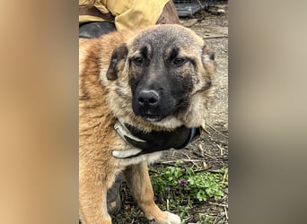 TASCHA, schüchterne Junghündin, 7 Monate, ca. 41 cm, Malinois-Mischling, Tierschutz Rumänien