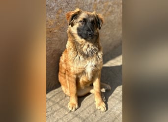 TUTU, liebes Mali-Mix-Mädchen, 8 Monate, 43 cm, Tierschutz Rumänien