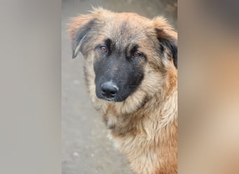 TUTU, liebes Mali-Mix-Mädchen, 8 Monate, 43 cm, Tierschutz Rumänien