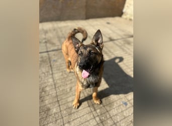 TIRANA, munterer Malinois-Mix, 10 Monate, 48 cm, Tierschutz Rumänien