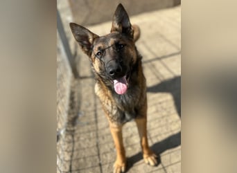 TIRANA, munterer Malinois-Mix, 10 Monate, 48 cm, Tierschutz Rumänien